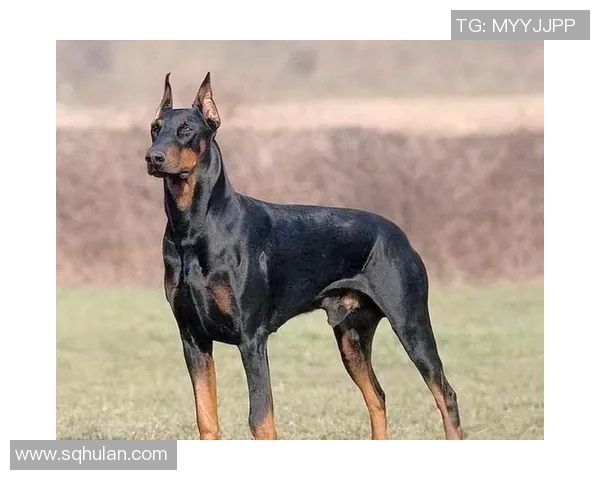 足球巨星宠物狗大揭秘他们最爱的犬种和养狗故事 足球巨星宠物狗大揭秘他们最爱的犬种和养狗故事